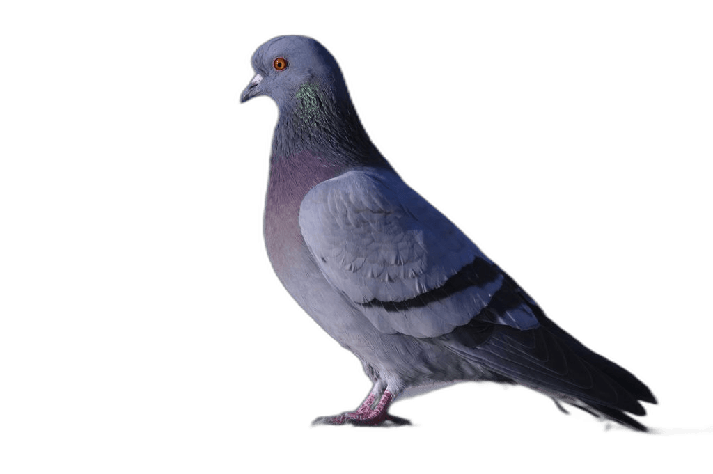 Gray Rock Pigeon Bird Ideas