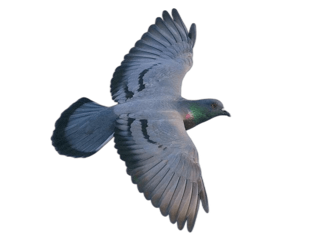 Beautiful Flying Rock Pigeon Open Wing