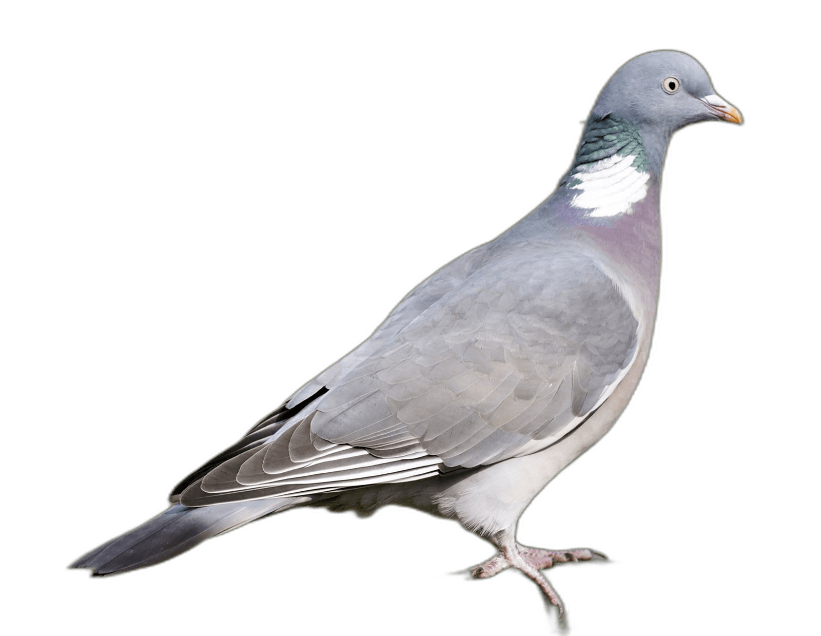 Cute Gray Pigeon Bird Ideas