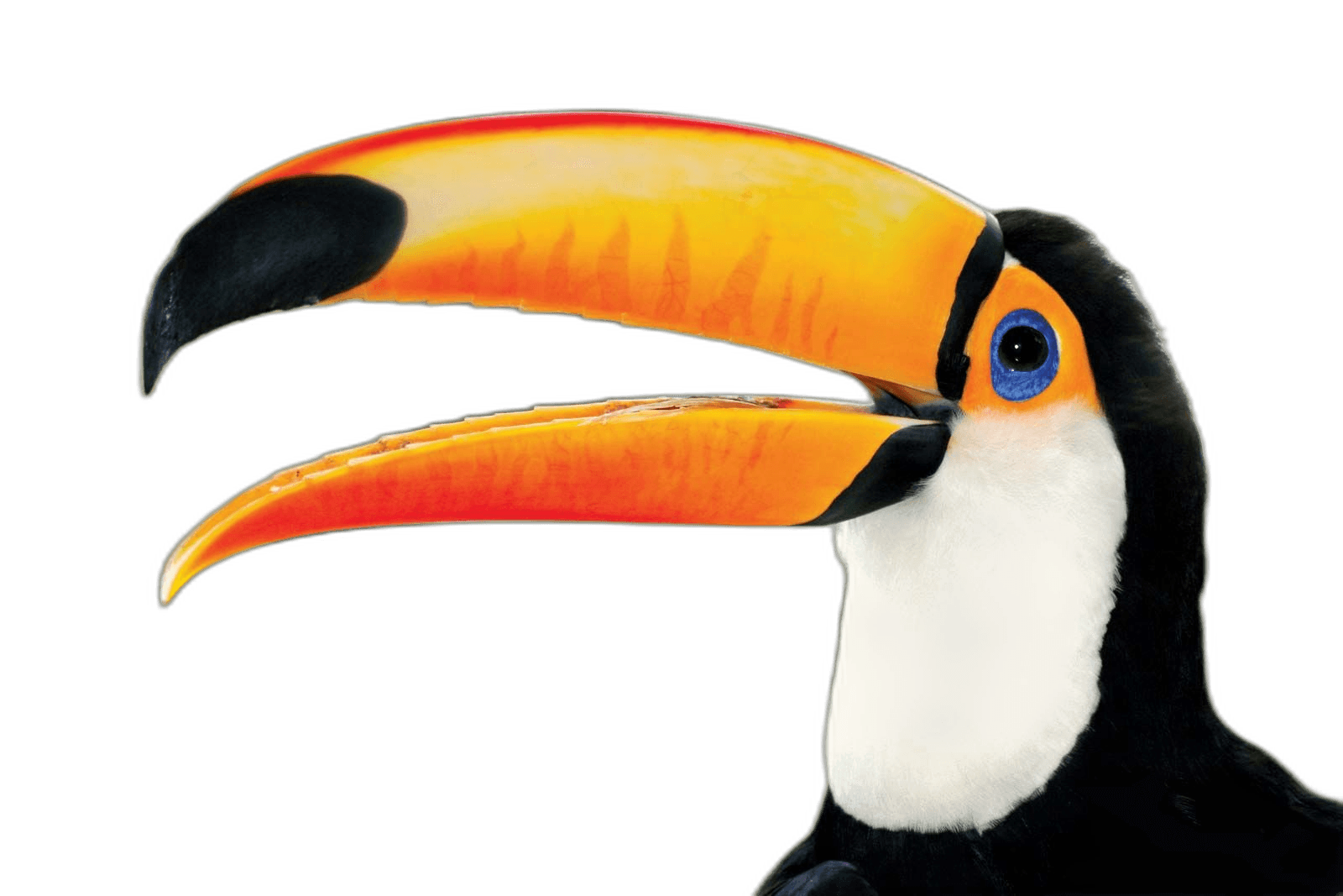 Stunning Toco Toucan Bird Ideas