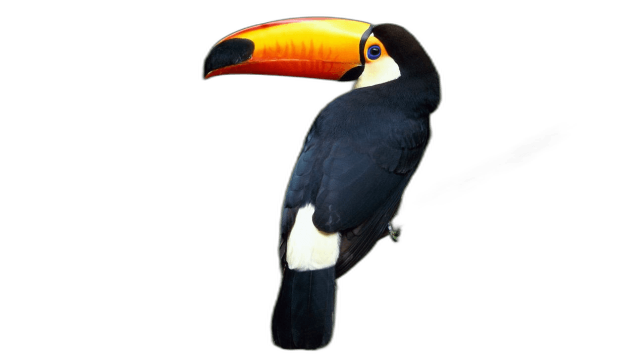 Beautiful Hawaii Toucan Bird Ideas