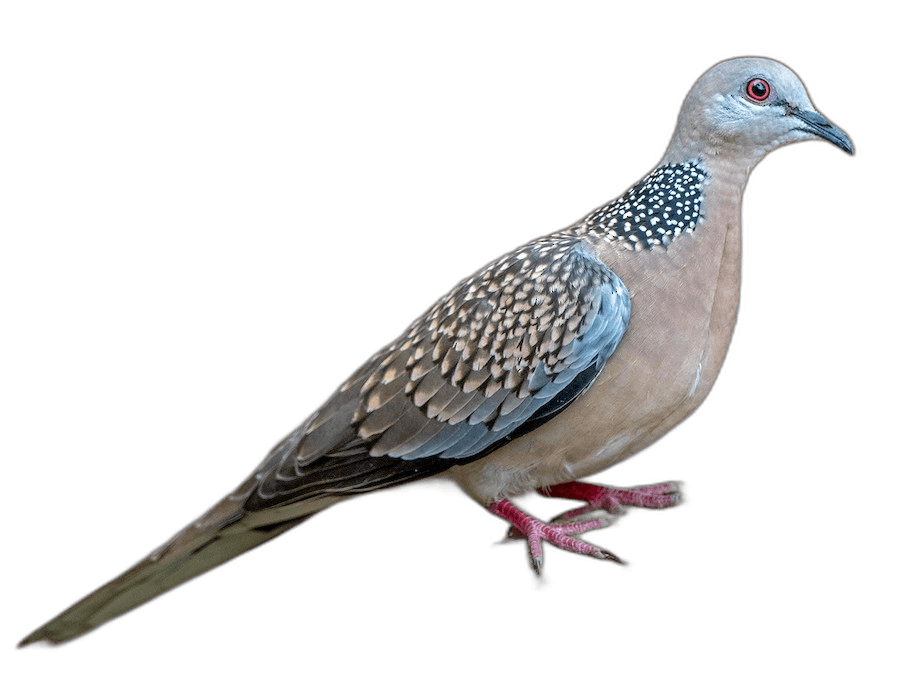 Pretty Spotted Dove Bird Ideas