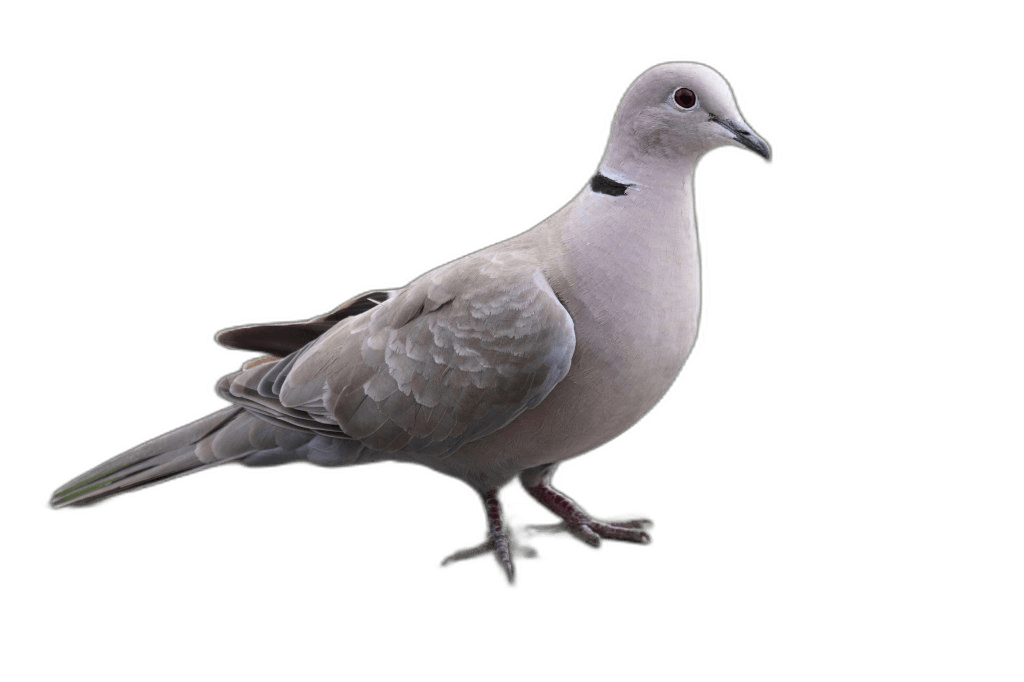 Beautiful Gray Dove Bird Ideas