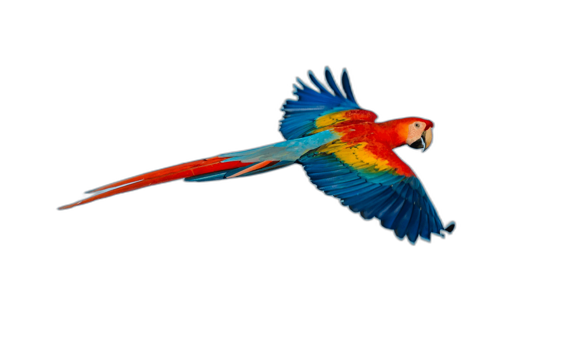 Flying Colorful Parrot Bird Ideas