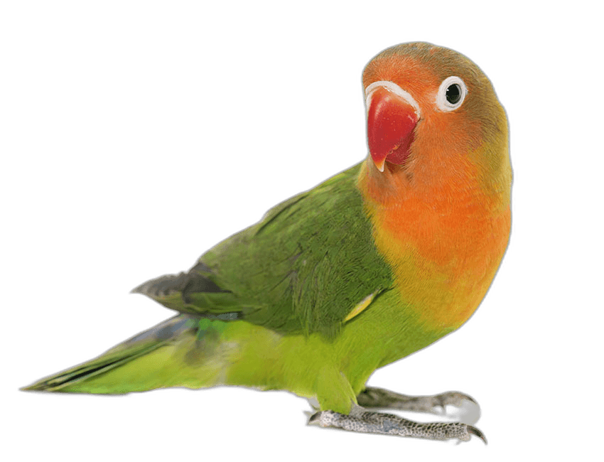 Cute Colorful Lovebird Ideas