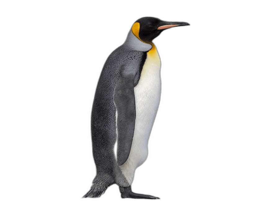 Great King Penguin Ideas