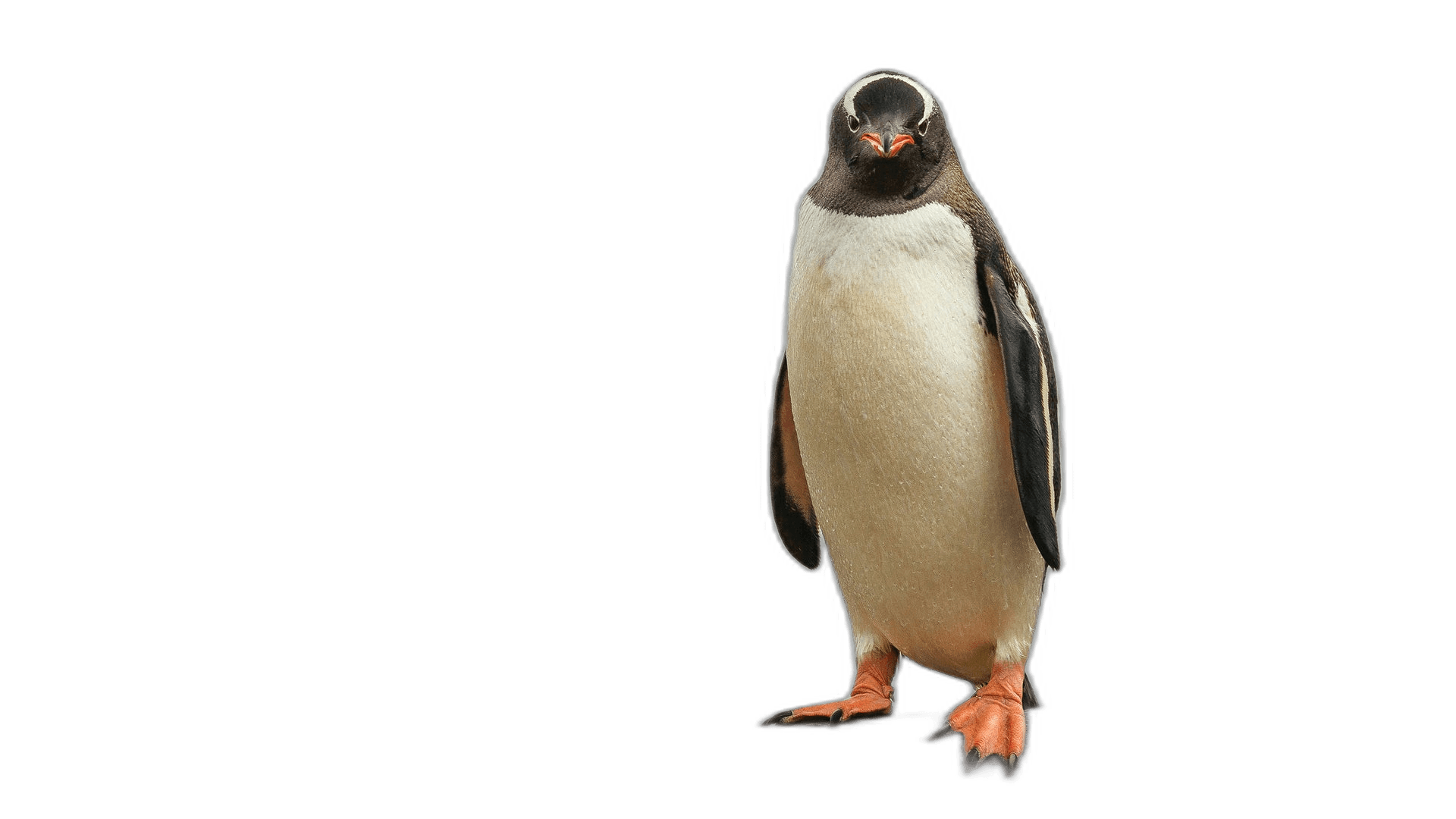 Stunning Antartica Penguin Bird Ideas