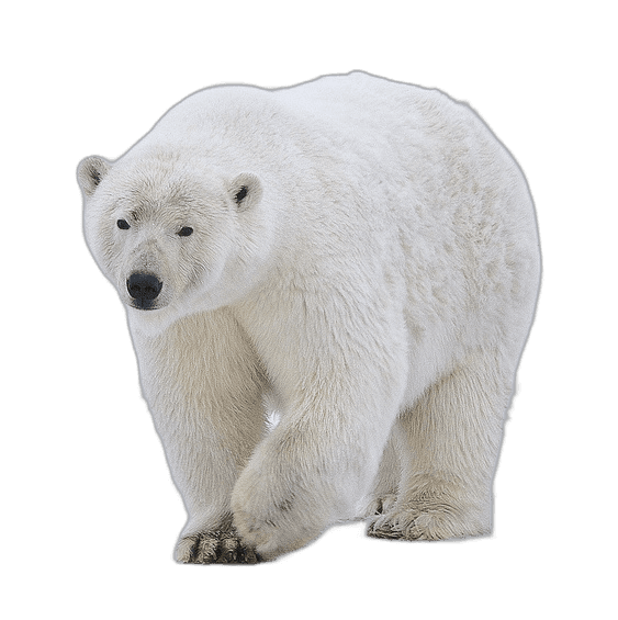 Great White Polar Bear Ideas