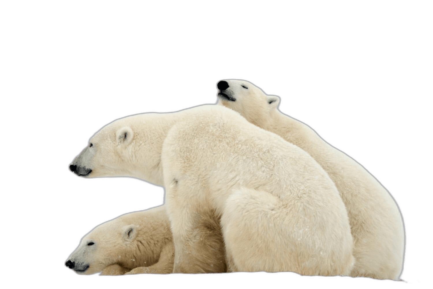 Elegant White Polar Bear Ideas