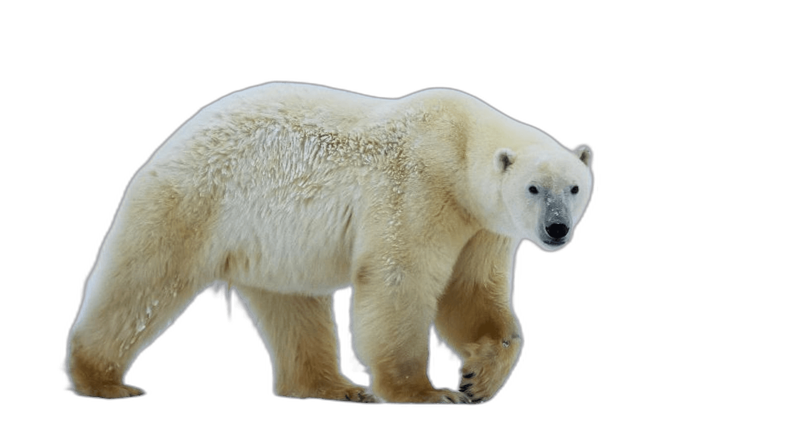 Big White Polar Bear Animal Ideas