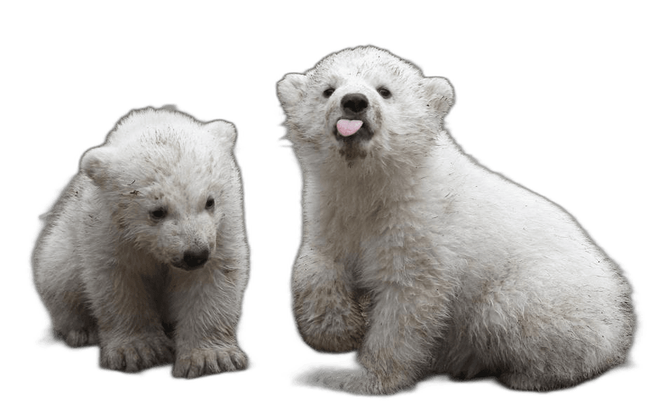 Cute Baby Polar Bear Animal Ideas