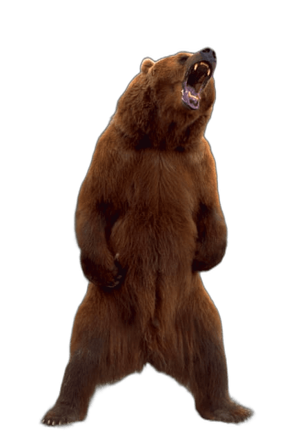 Angry Brown Bear Animal Ideas