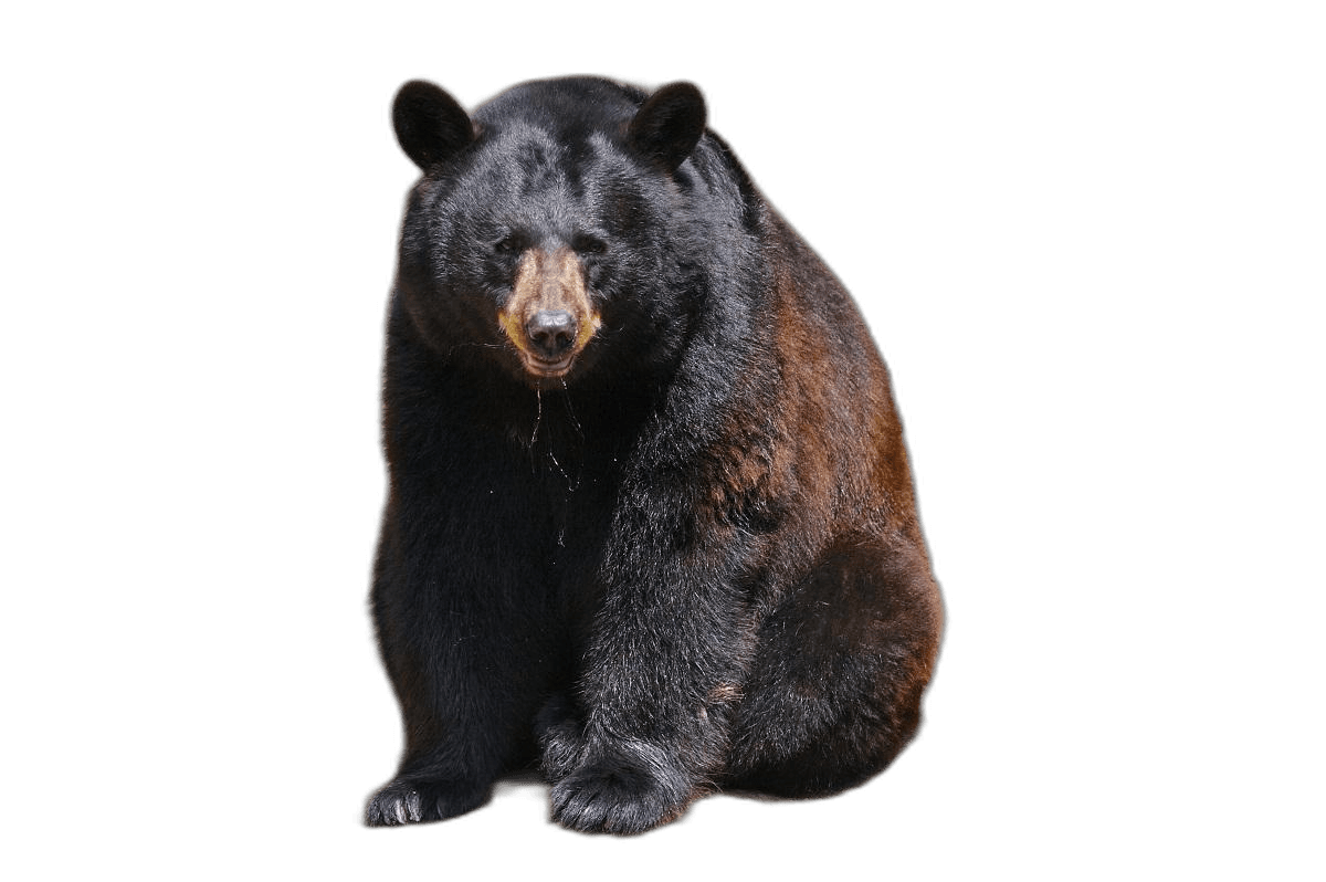 American Black Bear Animal Ideas