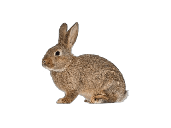 Brown Rabbit Animal Ideas