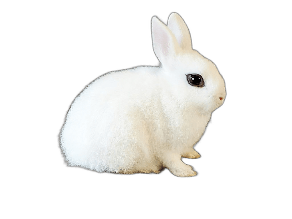 White Blanc de Hotot Rabbit Animal Ideas