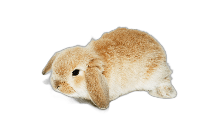 Cute Mini Lop Rabbit Ideas