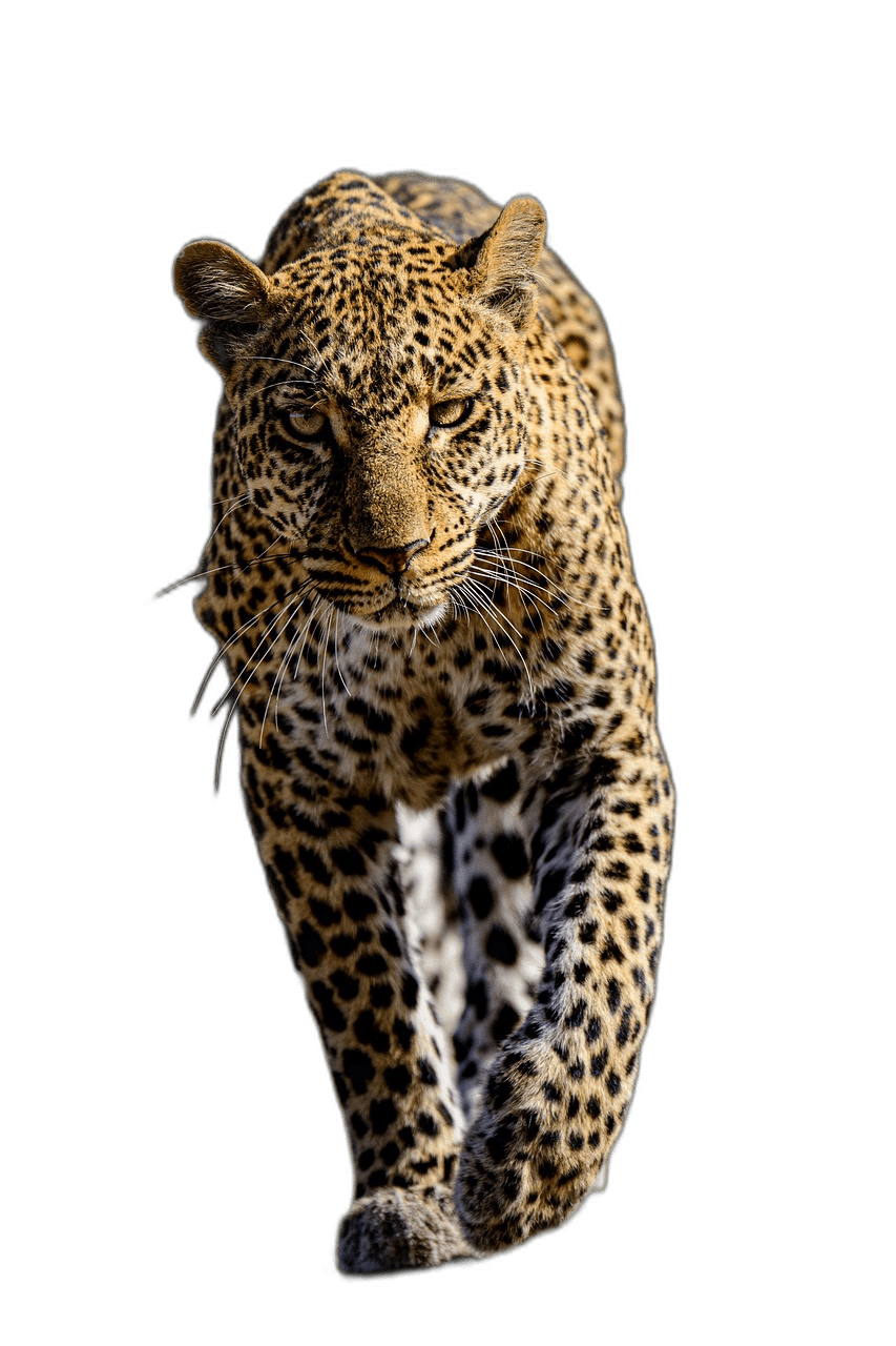 Exotic Leopard Spots Animal Ideas