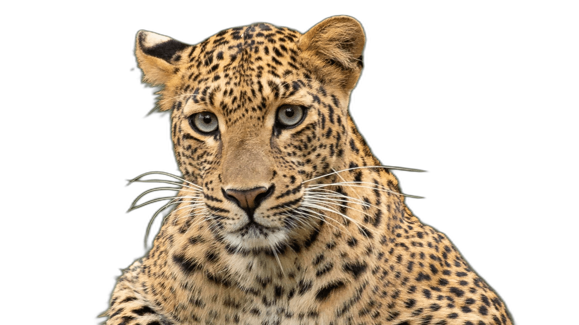 Awesome Leopard Animal Ideas