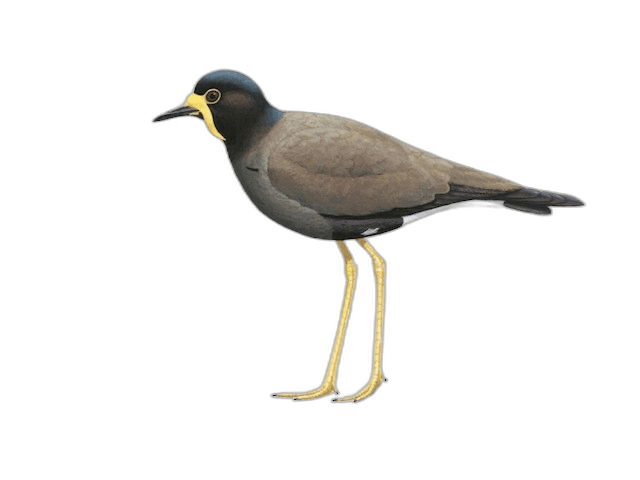 Beautiful Javan Lapwing Bird Ideas