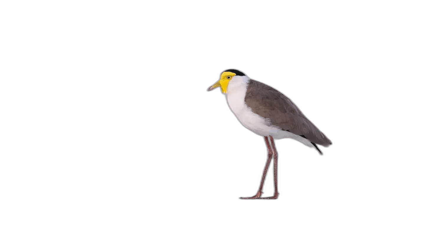 Exotic Masked Lapwing Bird Ideas