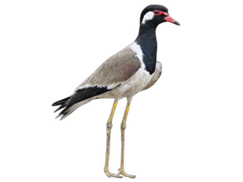 Red Lapwing Bird Animal Ideas