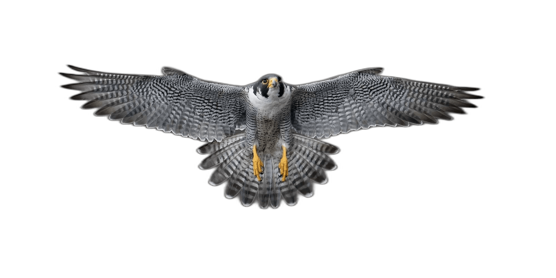 Long Wing Fying Falcon Bird