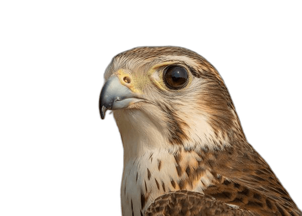 Stunning Head Falcon Raptor Ideas