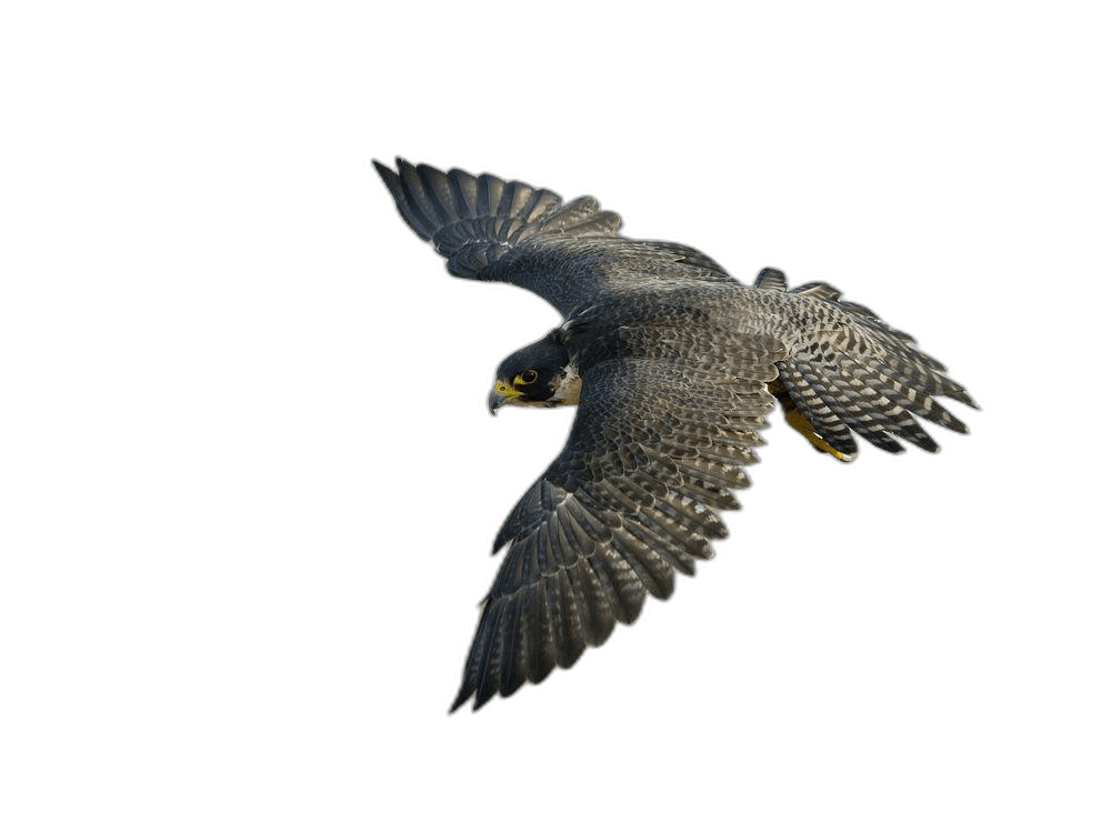 Exotic Flying Falcon Bird Ideas