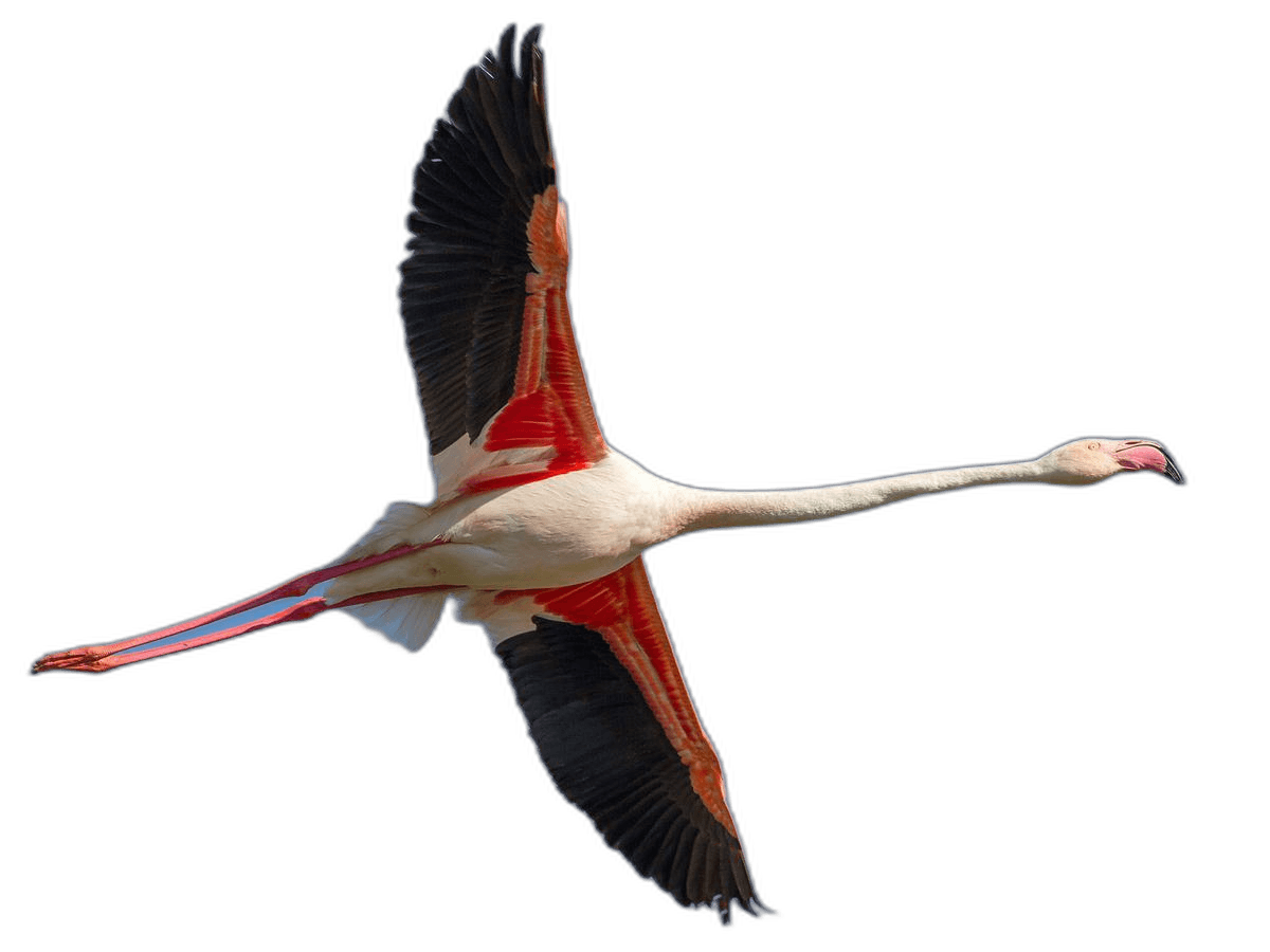 Stunning Flight Flamingo Bird Ideas