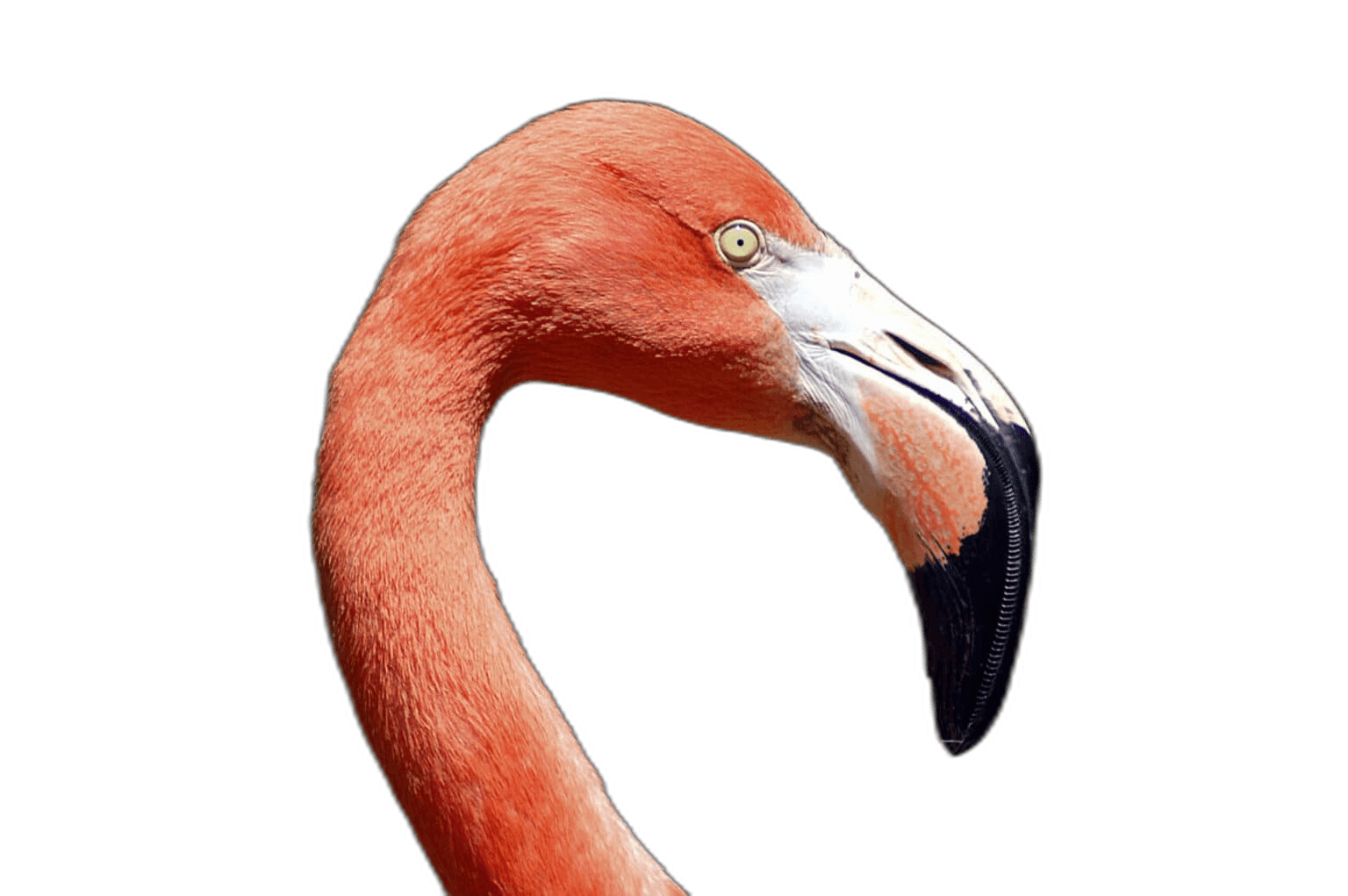 Wonderful Head Flamingo Bird Ideas