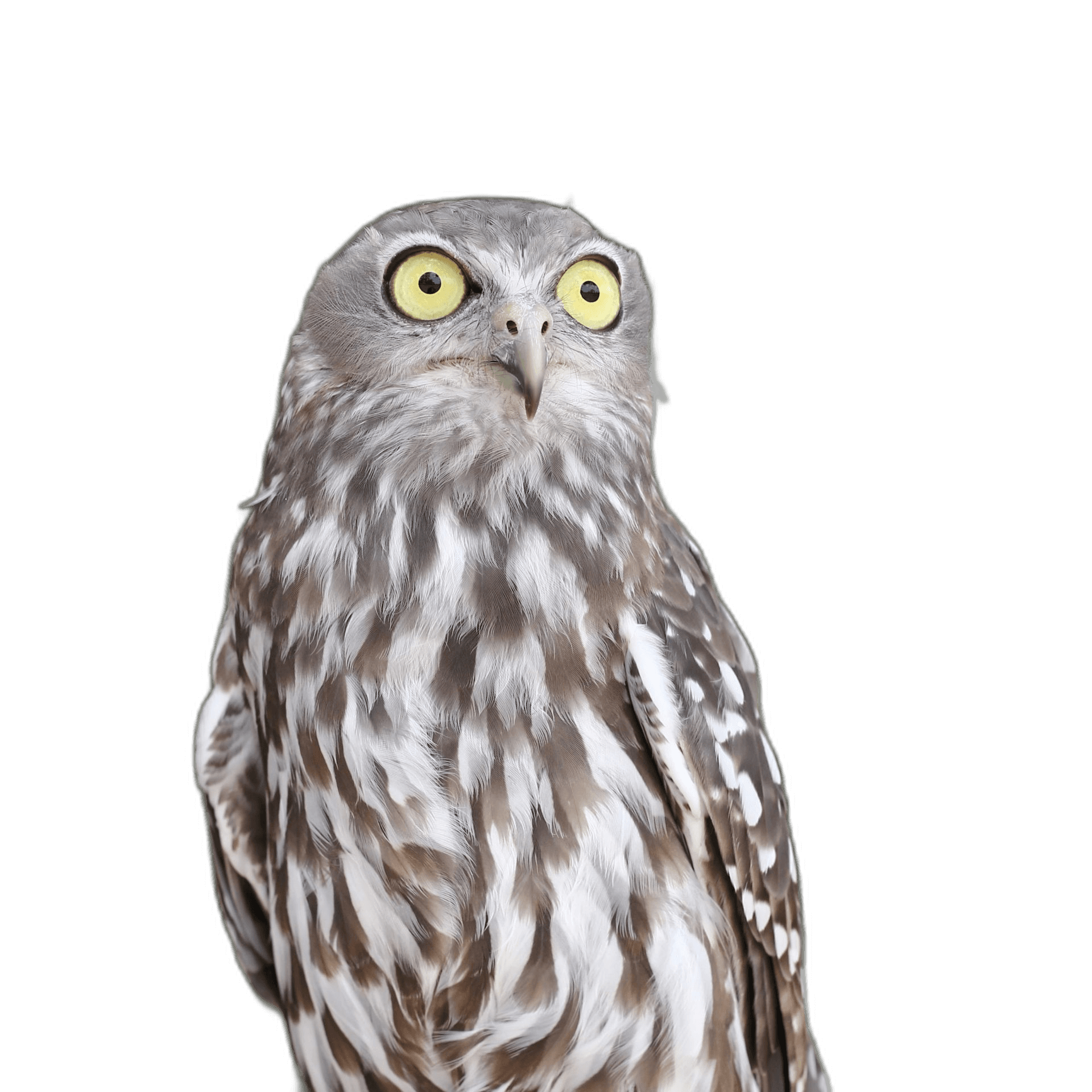 Great Barking Owl Bird Ideas