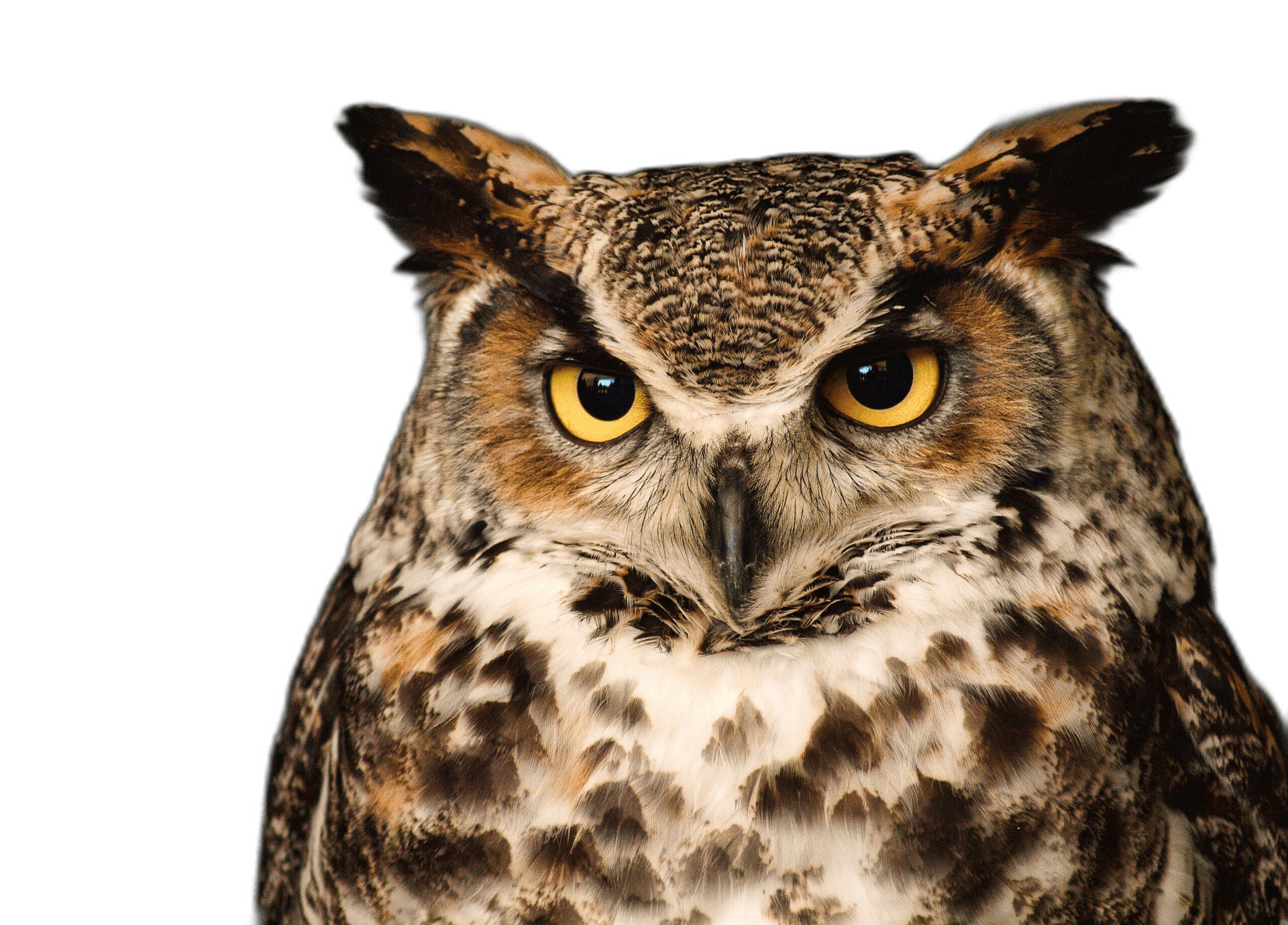 Beautiful Horned Owl Bird Ideas