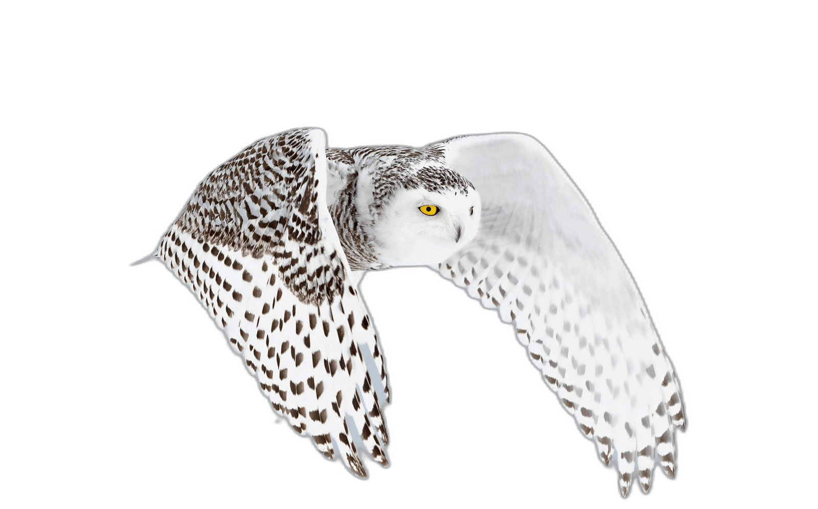 Amazing White Snowy Owl Bird Ideas