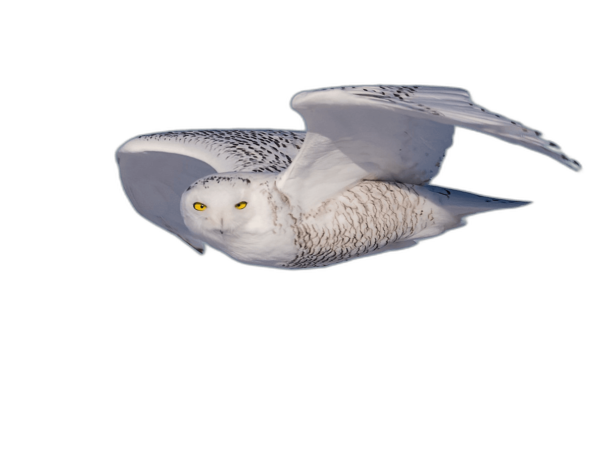 Beautiful Flying Snowy Owl Bird Ideas