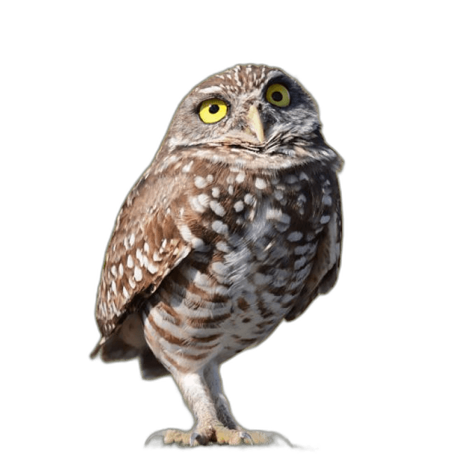 Cute Burrowing Owl Bird Ideas