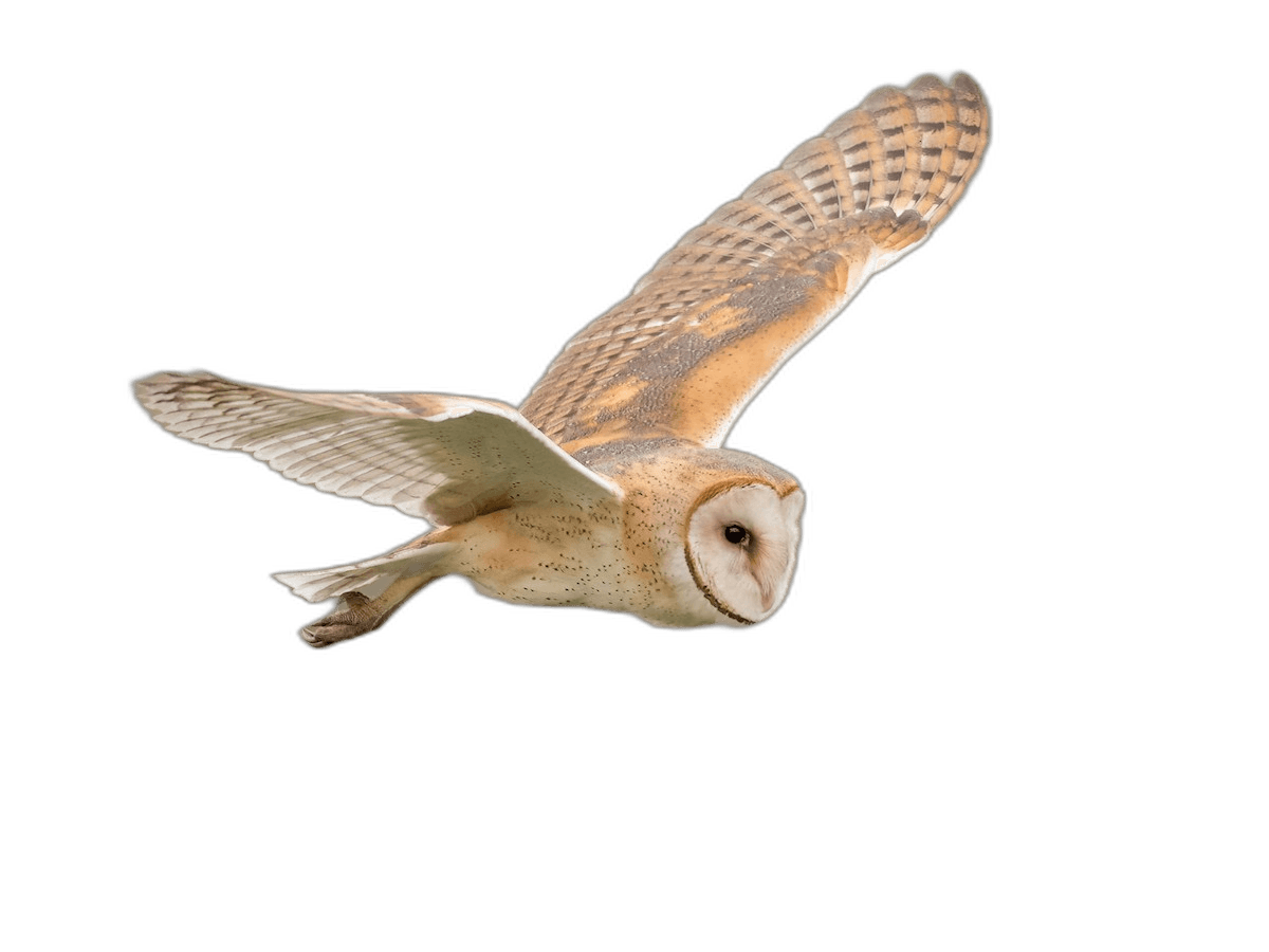 Beautiful Flying American Barn Owl Ideas