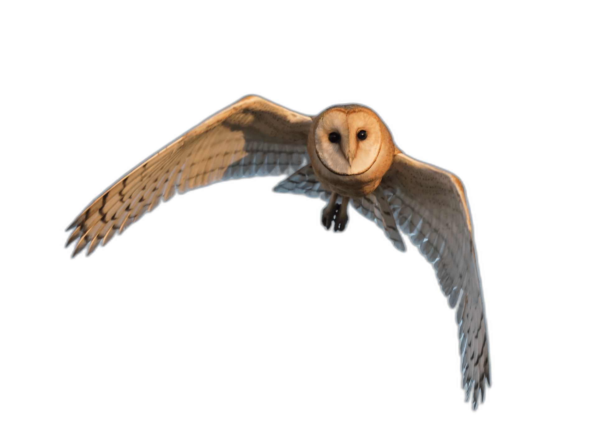 Stunning American Barn Owl Bird Ideas