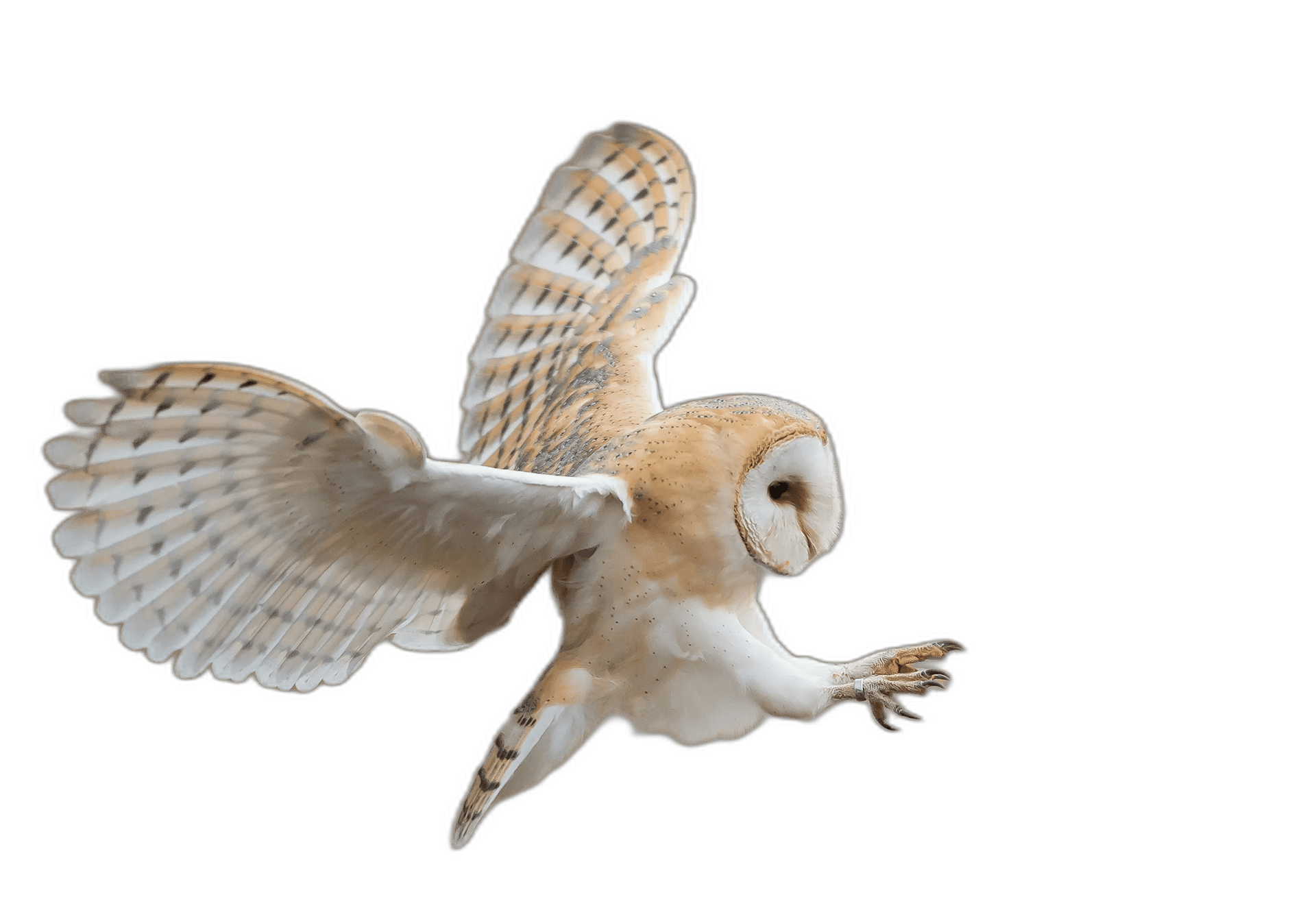 Splendid American Barn Owl Bird