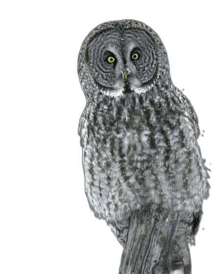 Awesome Gray Owl Bird Ideas