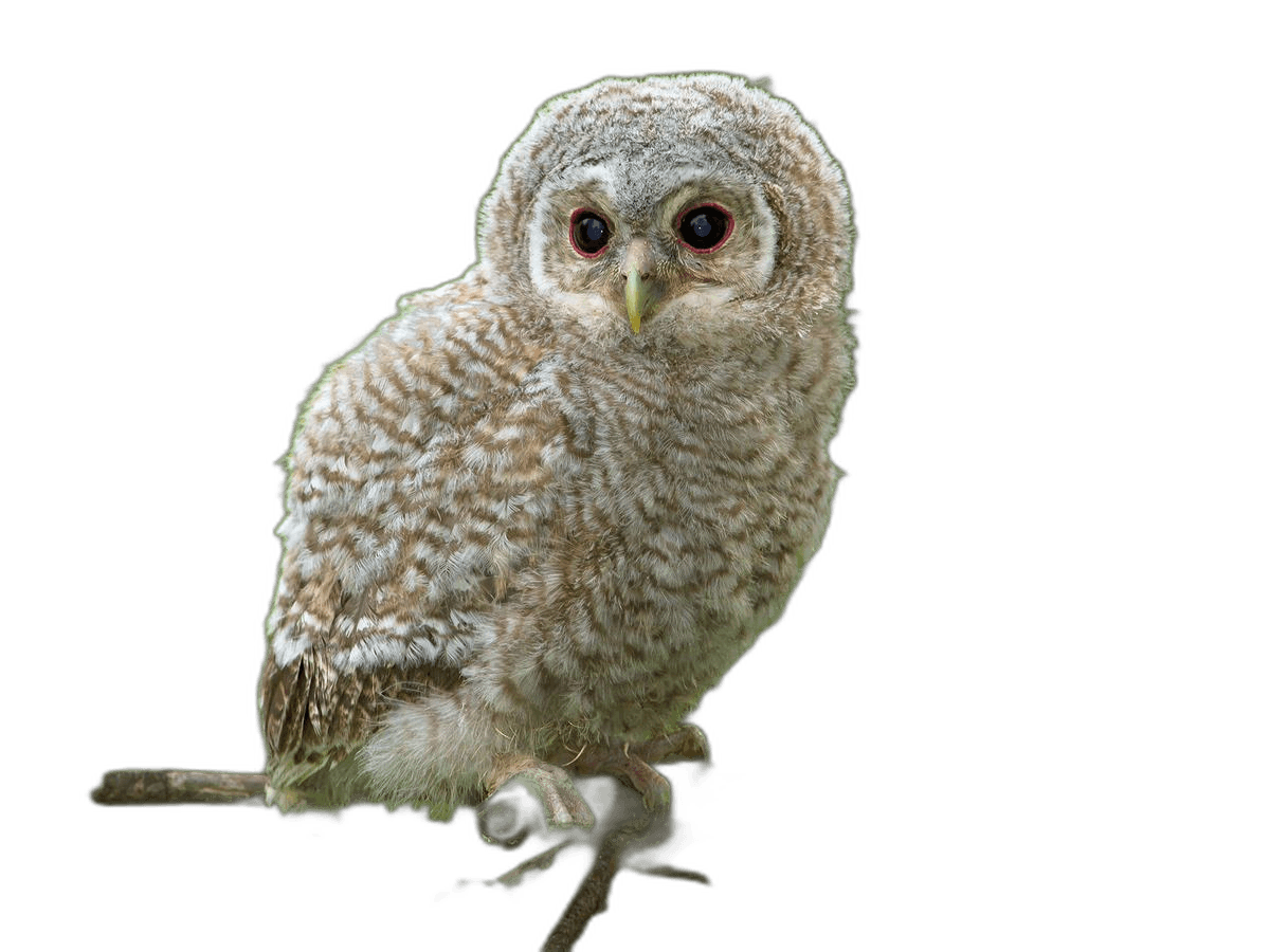 Cute Baby Owl Bird Ideas