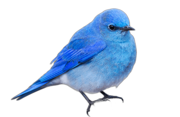 Stunning Mountain Bluebird Ideas