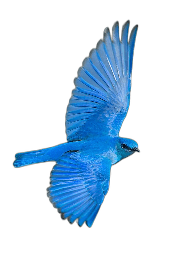 Beautiful Flying Mountain Bluebird Ideas