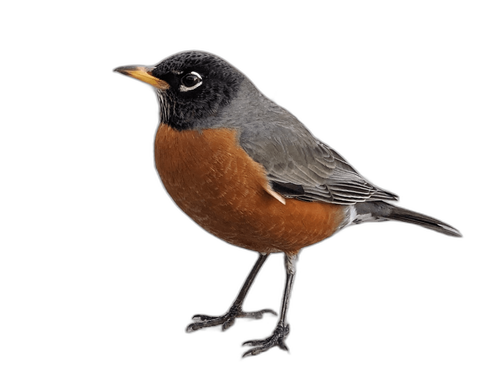 Brown American Robin Bird Ideas