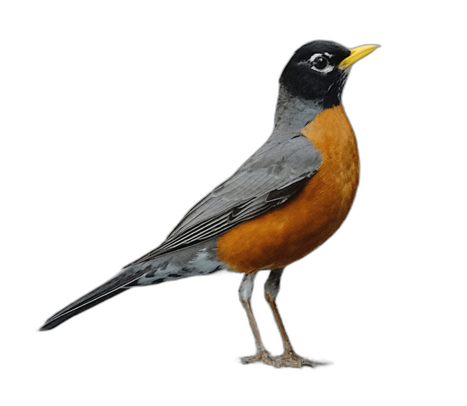 Stunning American Robin Bird Ideas