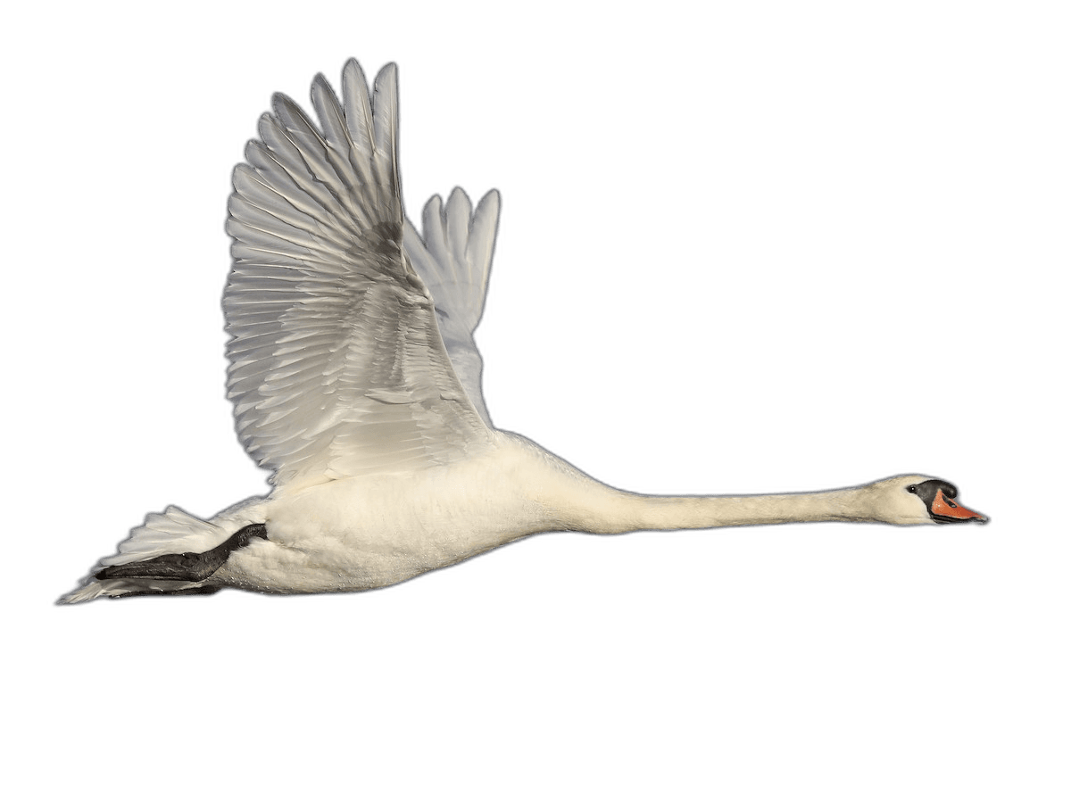 Beautiful White Mute Swan Bird Ideas