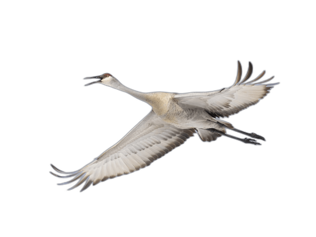 Splendid Sandhill Crane Bird Ideas