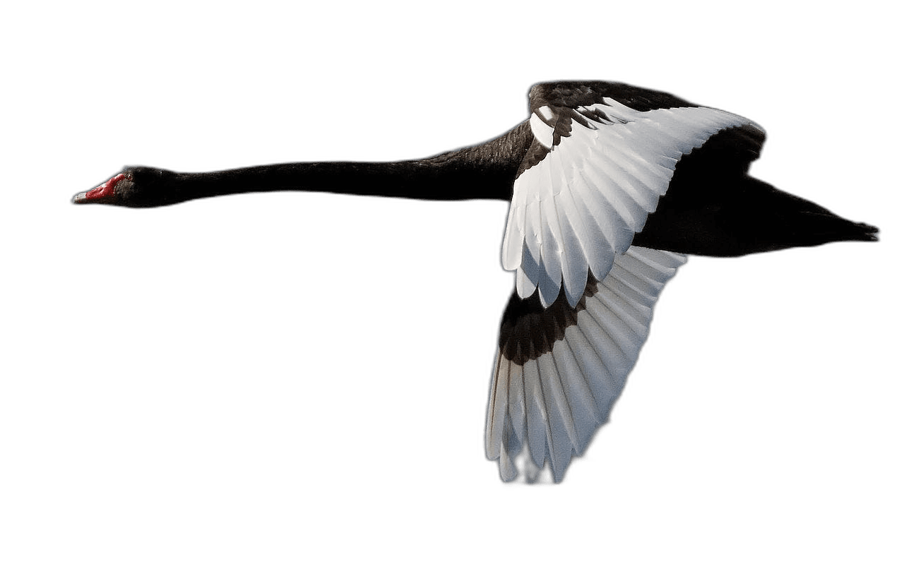 Awesome Black Swan Bird Ideas