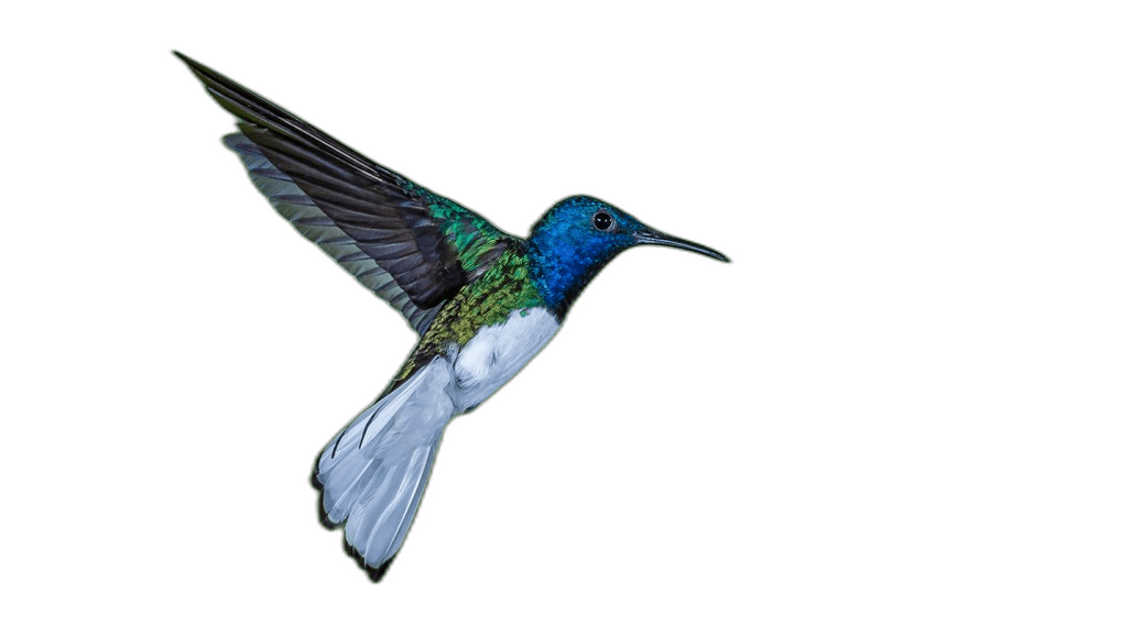 Beautiful Female Blue Hummingbird Ideas