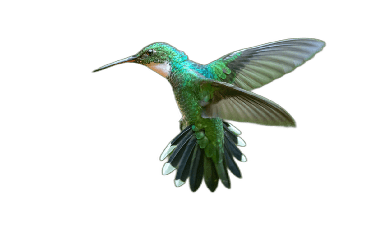 Stunning Flying Green Hummingbird Ideas