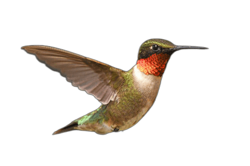 Orange Small Hummingbird Ideas